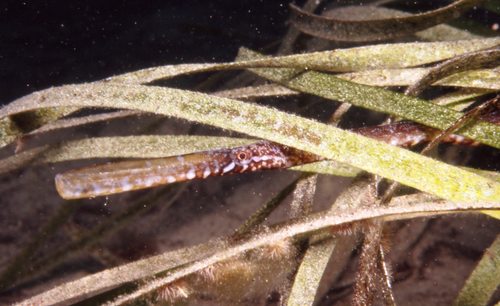 Knifesnout pipefish (Hypselognathus rostratus) — Syngnathidae — 5