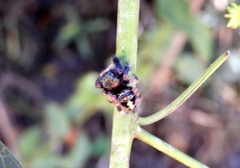 Phidippus maddisoni