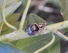 Phidippus maddisoni