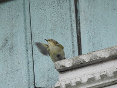 Phylloscopus collybita