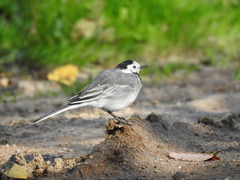 Motacilla alba