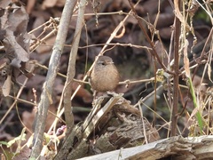 Troglodytes hiemalis