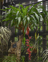 Aechmea weilbachii