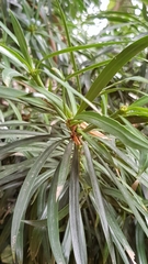 Podocarpus henkelii