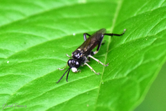 Macrophya militaris