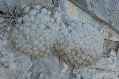 Mammillaria plumosa