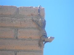 Ctenosaura macrolopha