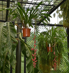 Aechmea weilbachii