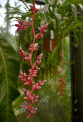 Aechmea weilbachii