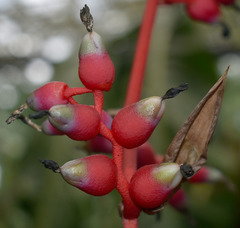 Aechmea weilbachii