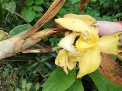 Cycnoches