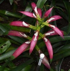 Guzmania wittmackii