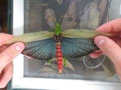 Tropidacris collaris