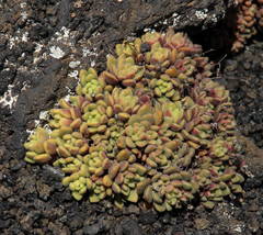 Aichryson tortuosum var. tortuosum image