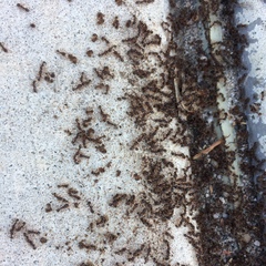 Tetramorium immigrans