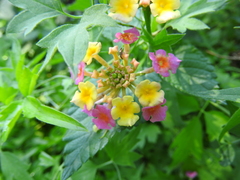 Lantana × strigocamara