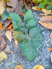 Sonchus oleraceus