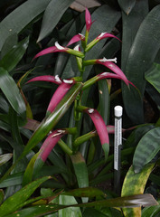 Guzmania wittmackii