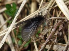 Ptilocephala plumifera