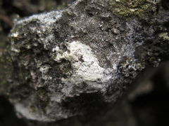 Bagliettoa calciseda