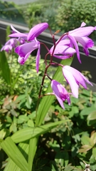 Bletilla striata