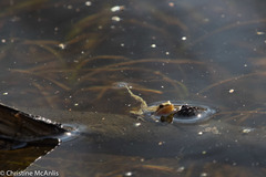 Pseudacris triseriata