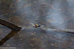 Pseudacris triseriata