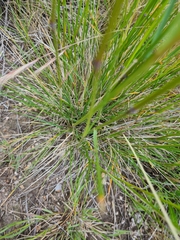 Austrostipa bigeniculata