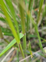 Austrostipa bigeniculata