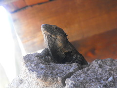 Ctenosaura macrolopha