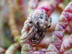 Larinioides suspicax