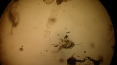 Penilia