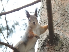 Sciurus vulgaris