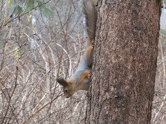 Sciurus vulgaris