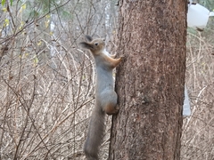 Sciurus vulgaris