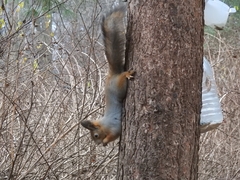 Sciurus vulgaris