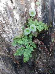 Oeosporangium