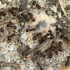 Pristomyrmex punctatus