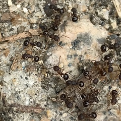 Pristomyrmex punctatus