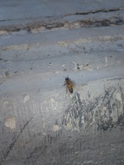 Apis mellifera