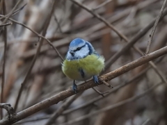 Cyanistes caeruleus