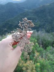 Achillea ligustica
