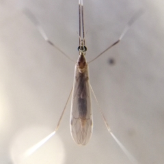 Gonomyia
