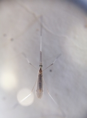Gonomyia