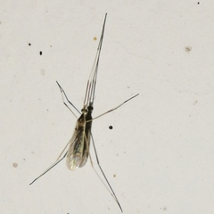 Gonomyia