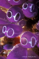 Clavelina puertosecensis