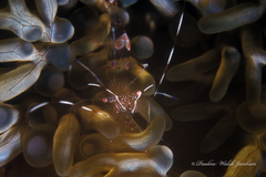 Periclimenes yucatanicus