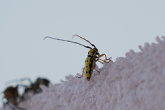 Zeale nigromaculata
