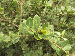 Ilex kunthiana