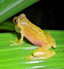 Dendropsophus leali